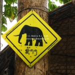 Ja, es gibt hier Elefanten